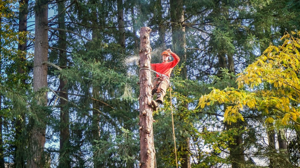 Norman Tree Services worker cutting down tree with an electric saw on top of a tree