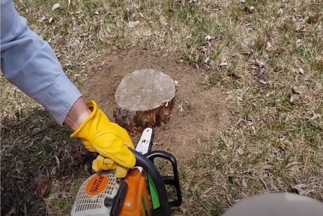 Norman Tree Care worker using a chainsaw to perform stump removal