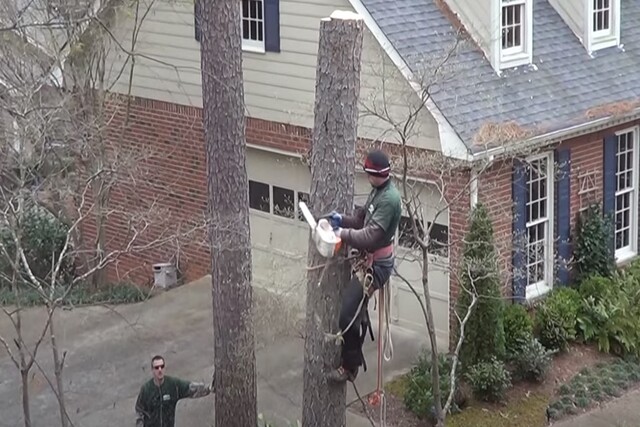 Norman OK Tree Care emergency tree services employee cutting down a tree after climbing it.