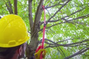 Many's Tree Service worker pruning a tree with his pruning tool.