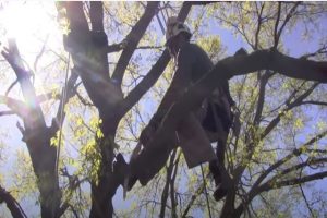 Norman OK worker on a tree trimming a branch.