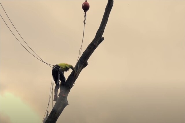 Norman Tree Service climbing a tree to remove it and cut it down.