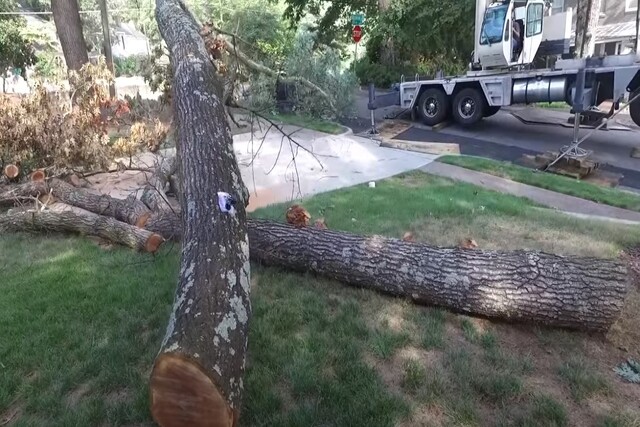 Many's Tree Care residential tree cut down and laying on the yard of a home.