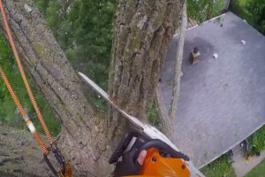 Many's Tree employee on a top of a tree using a chainsaw to remove tree trunks.
