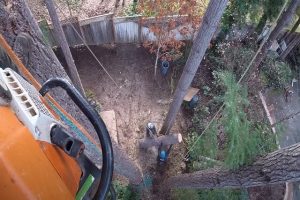 Cutting down a Norman OK tree from high up top a tree.