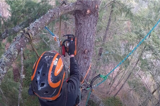 Tree removal with Norman Tree care employee